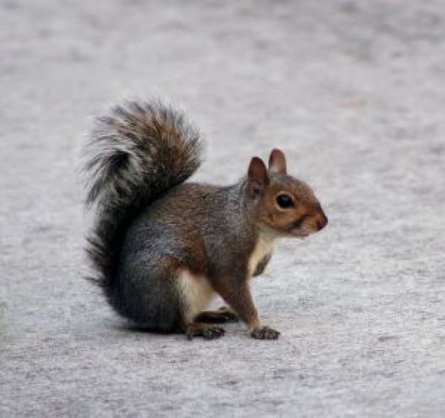 Eastern gray squirrel furry Squirrel friends about Pest control People